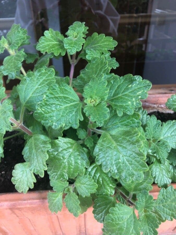 Plectranthus 6