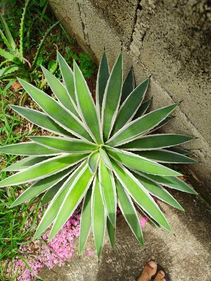 Garten-Sisal 13