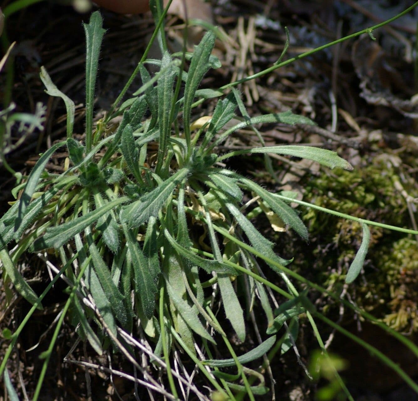 Biscutella 3