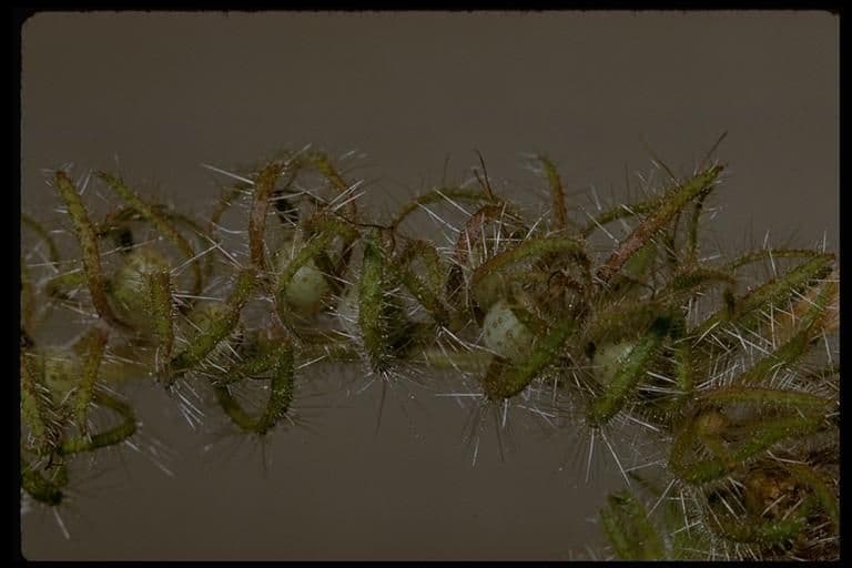 Phacelia cicutaria 11