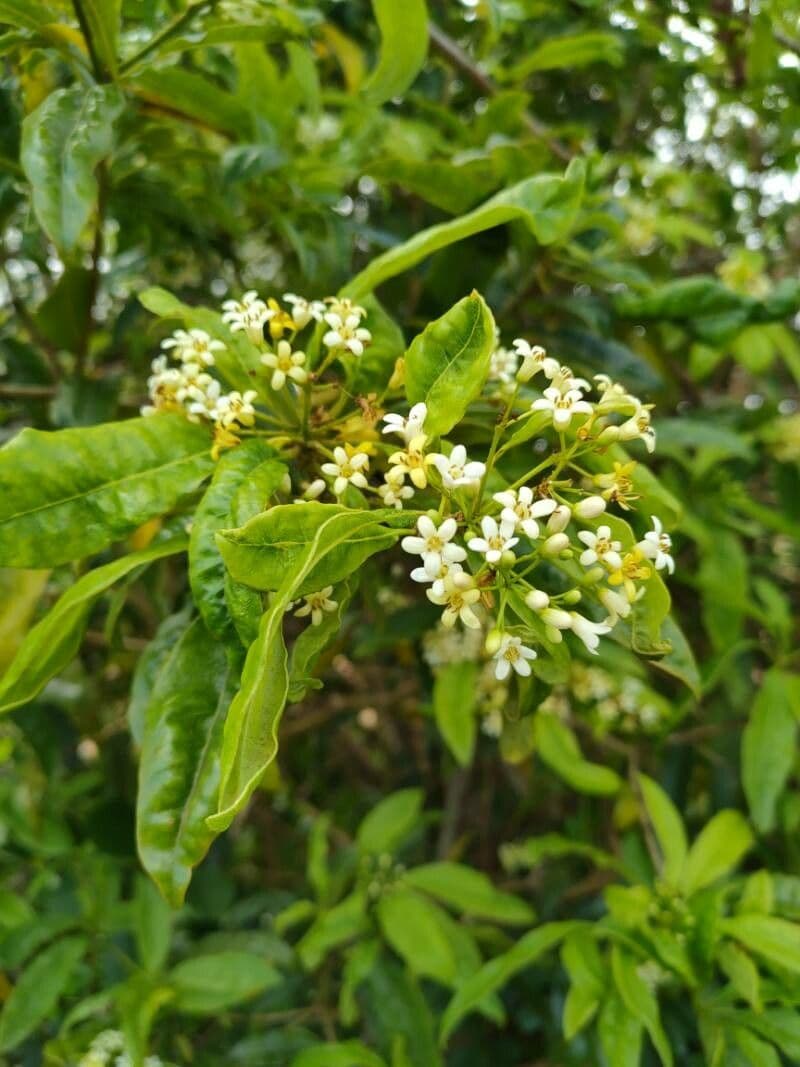 Käseholz 9