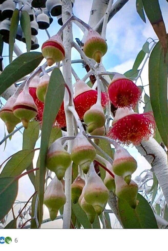 Silberprinzessin-Eukalyptus 6
