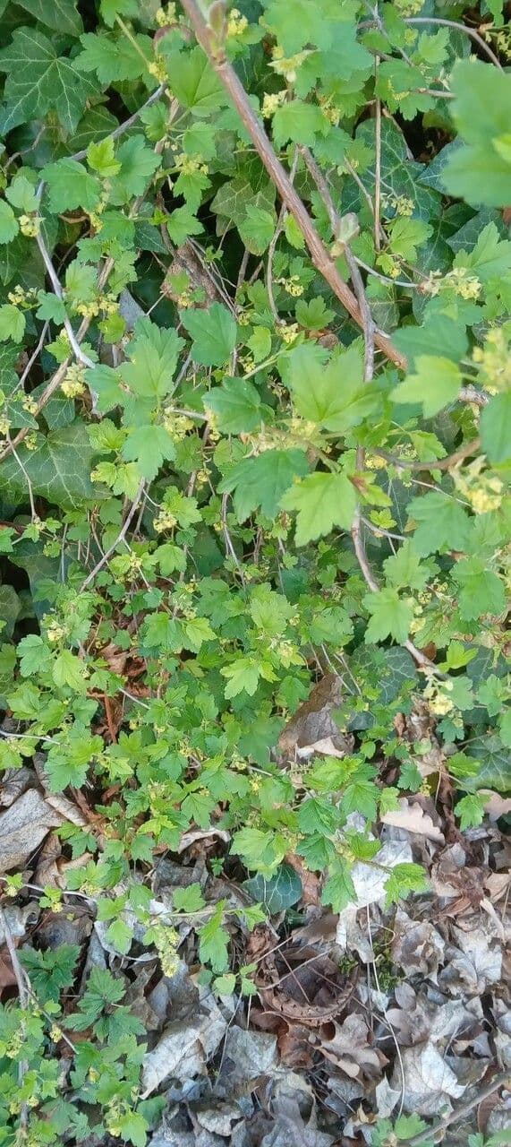 Ribes alpino 15