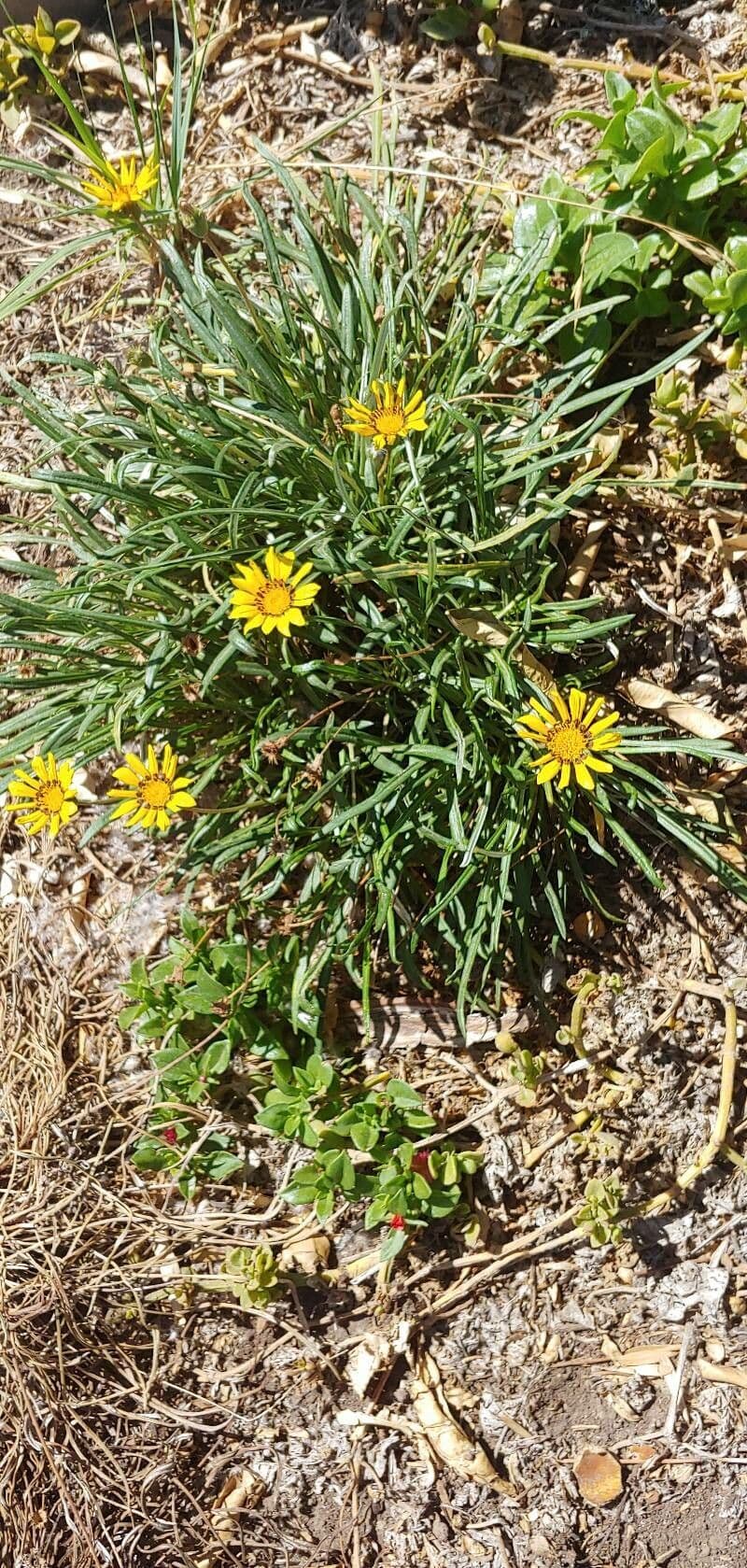 Erigeron