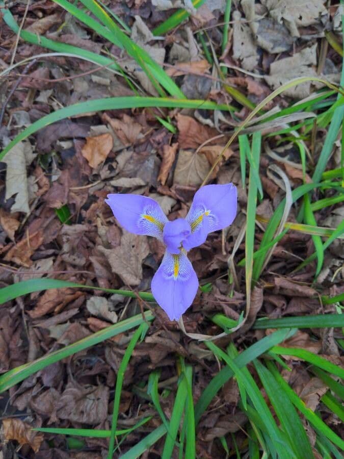 Iris 2
