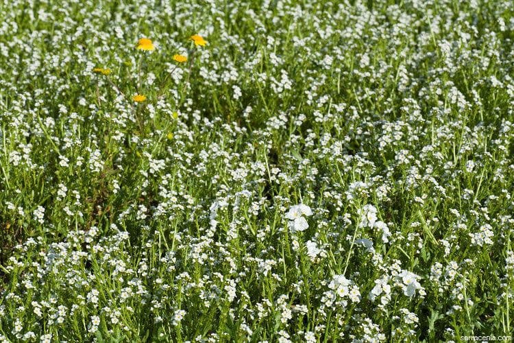 Stalked popcornflower 6