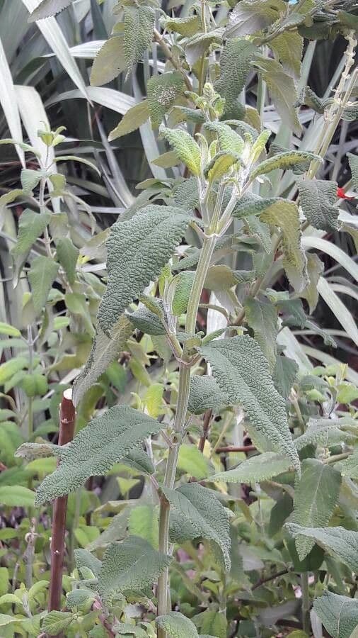 Salvia splendente 7