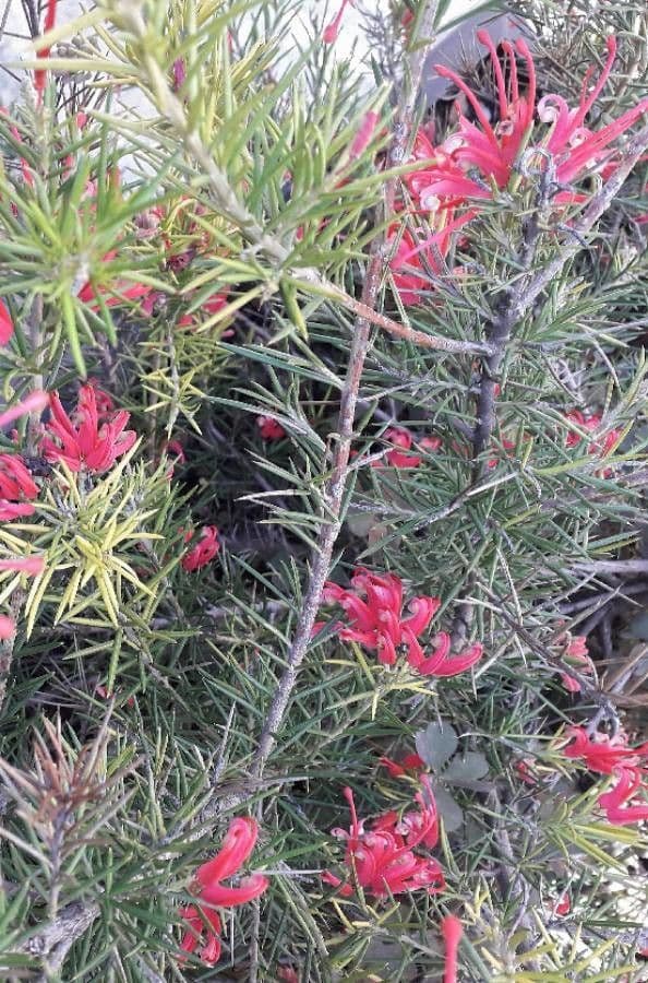 Rosmarinblättrige Grevillea 6