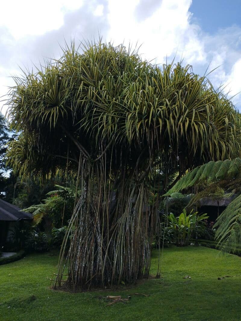 Pandanus tectorius 20