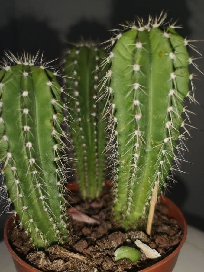 Kammkaktus 6