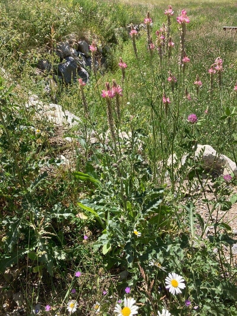 Sulla arenaria 11