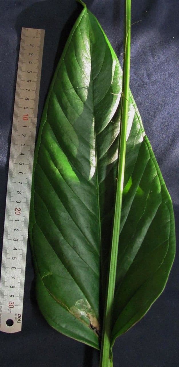 Anthurium 7