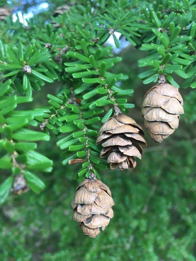 Tsuga diversifolia 2