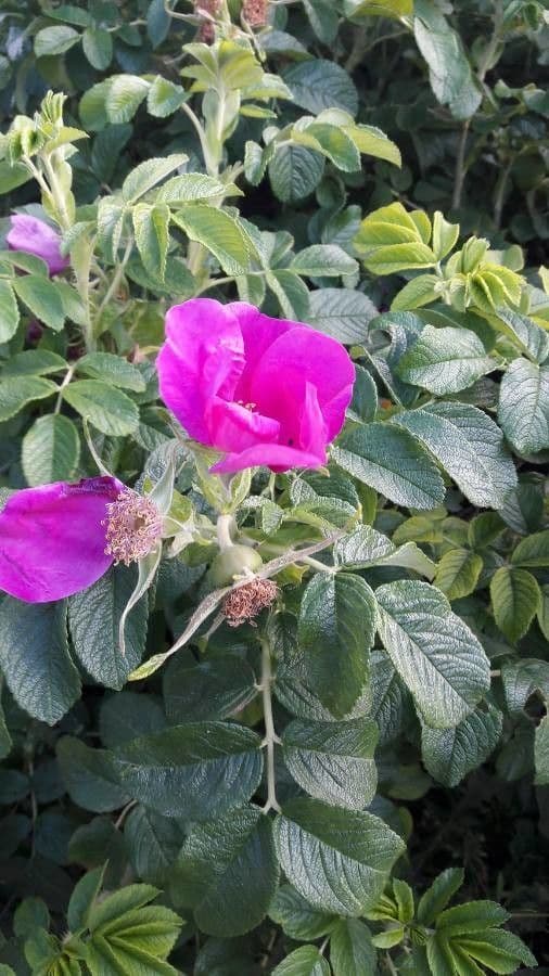 Weiche Rose 9