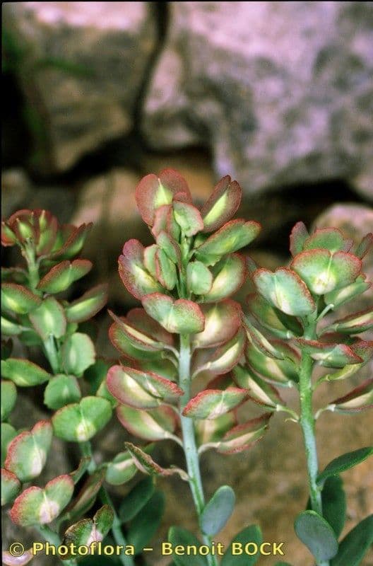 Aethionema 13