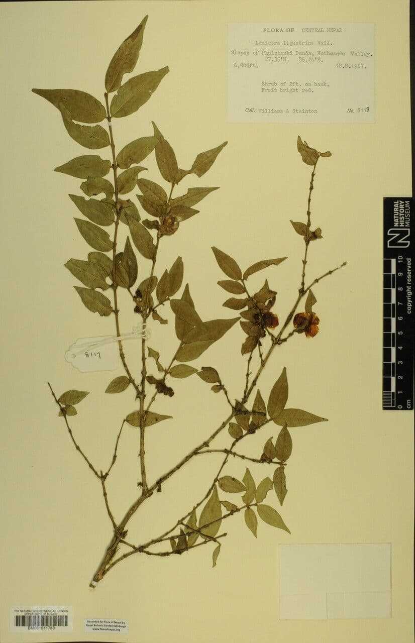 Caprifoglio 23