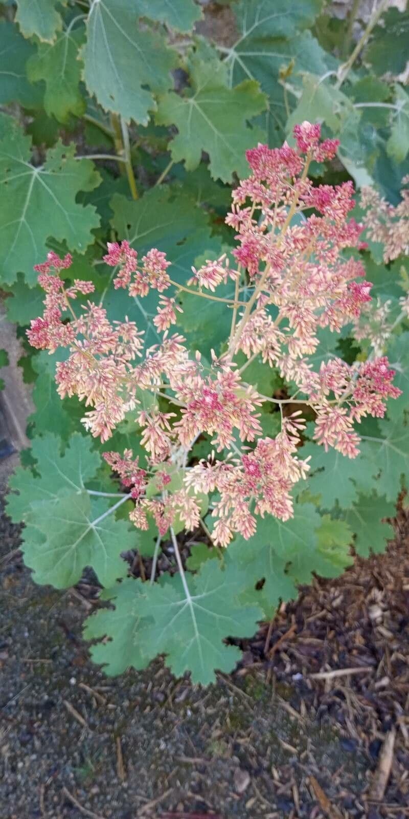 Macleaya 9