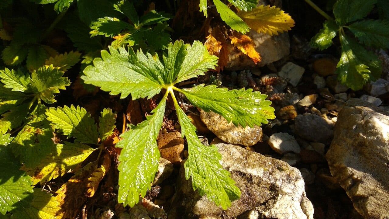 Potentilla 3