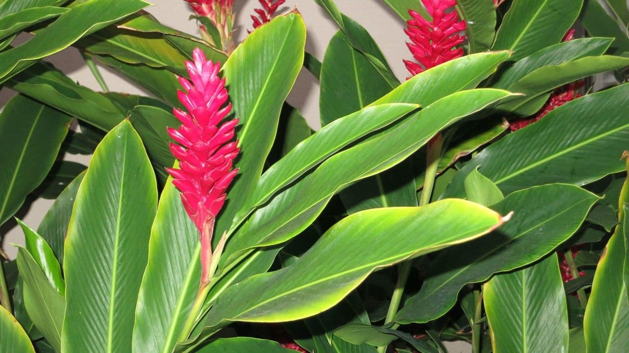 Zázvor purpurový 27