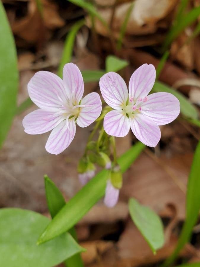Claytonia 5