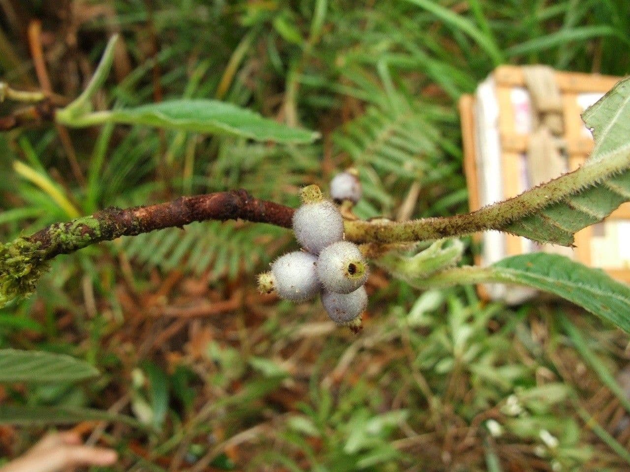 Psychotria 4