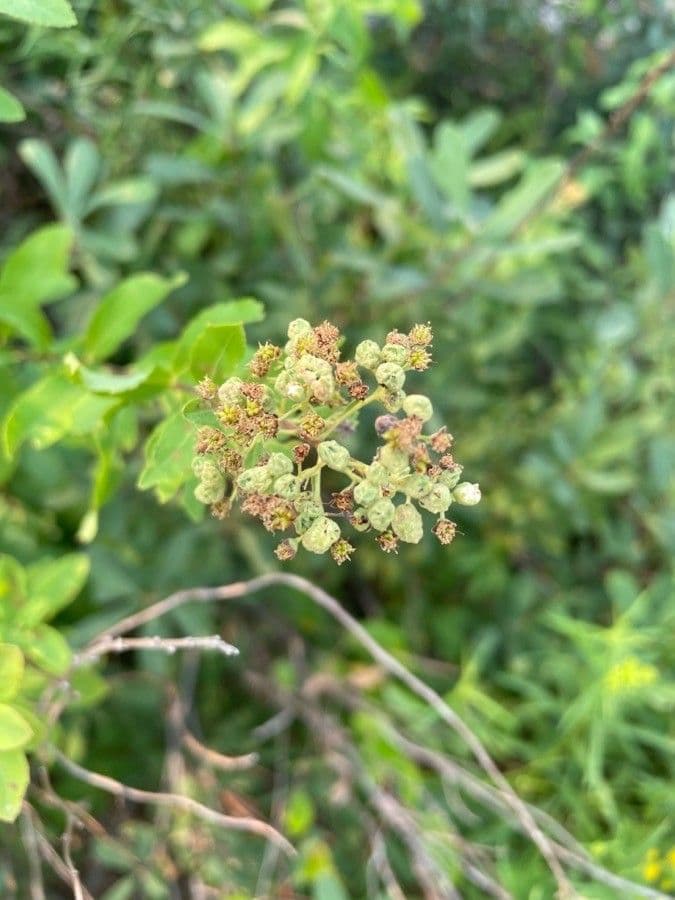 Spirea bianca