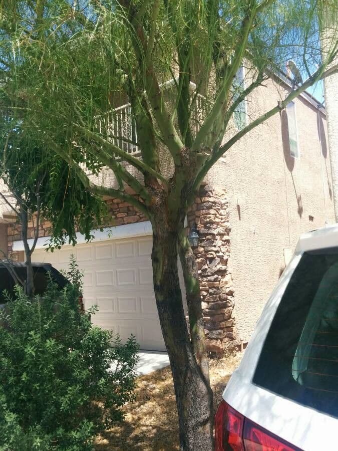 Parkinsonia 23