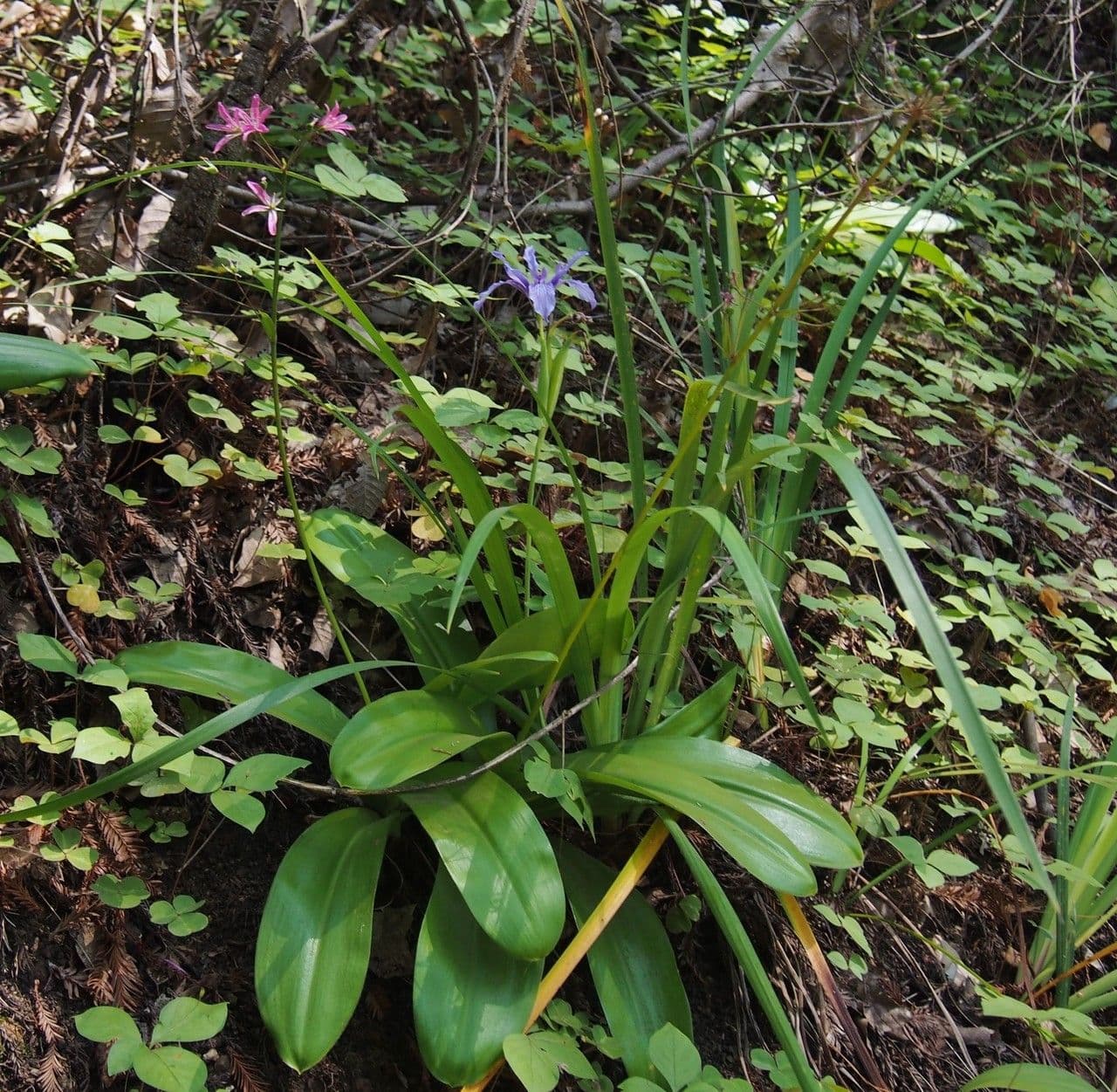 Iris di Douglas 14