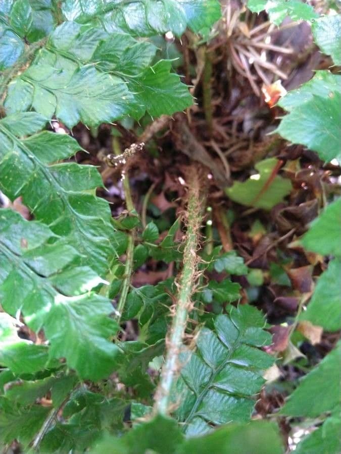 Polystichum polyblepharum 21