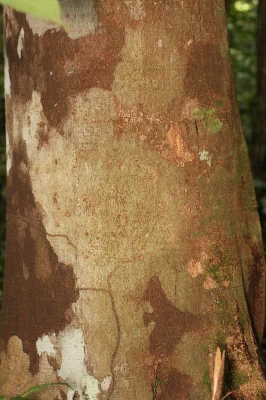 Trattinnickia 3