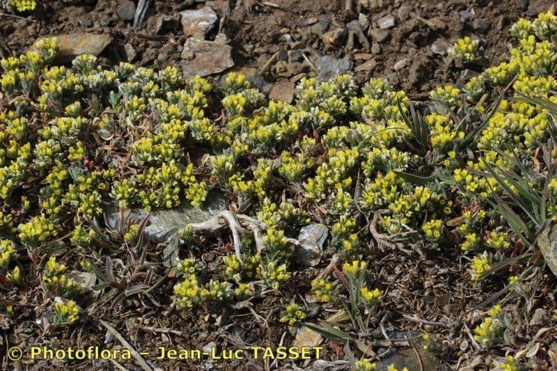 Alyssum minutum