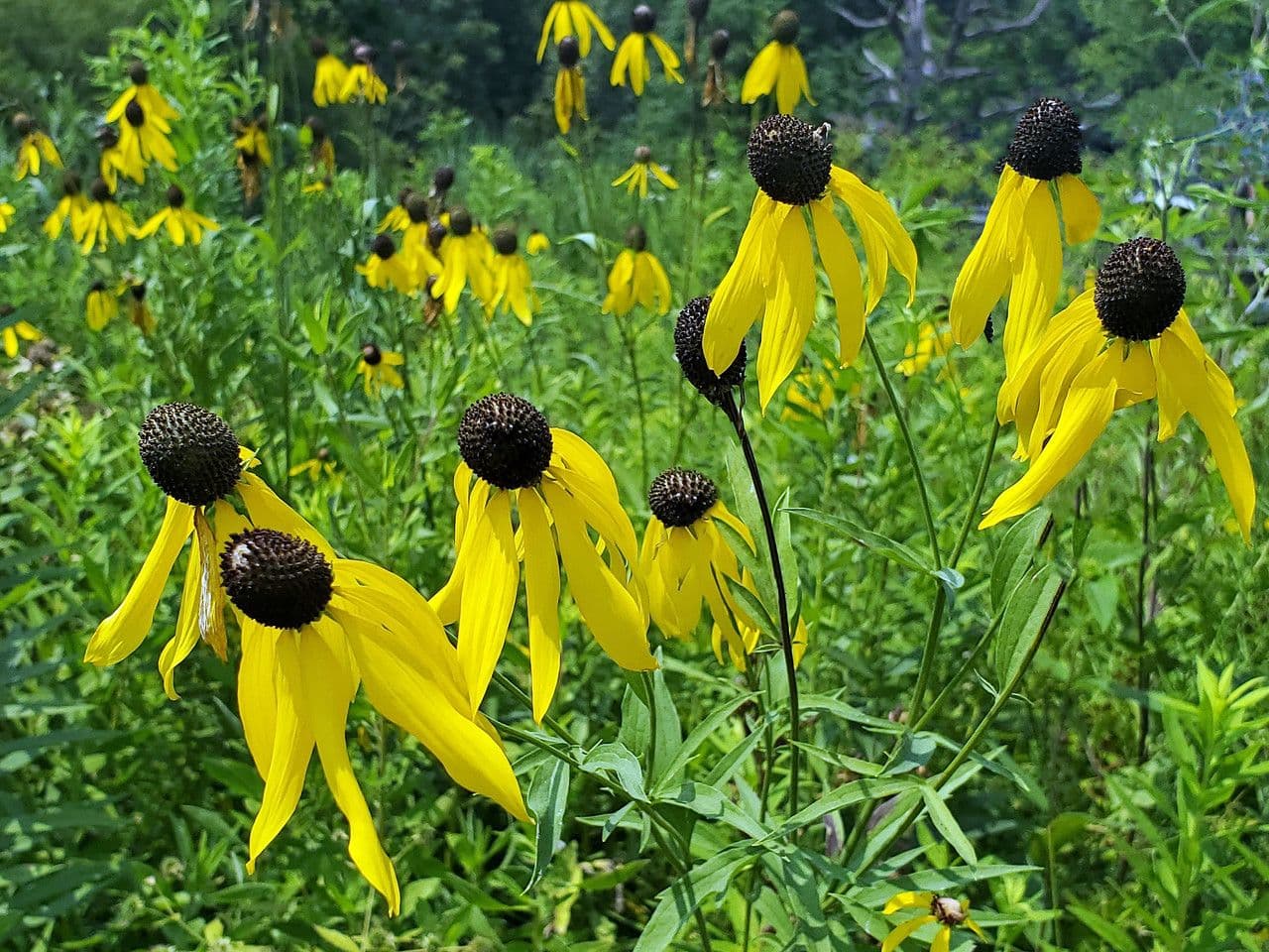 Ratibida pinnata 7