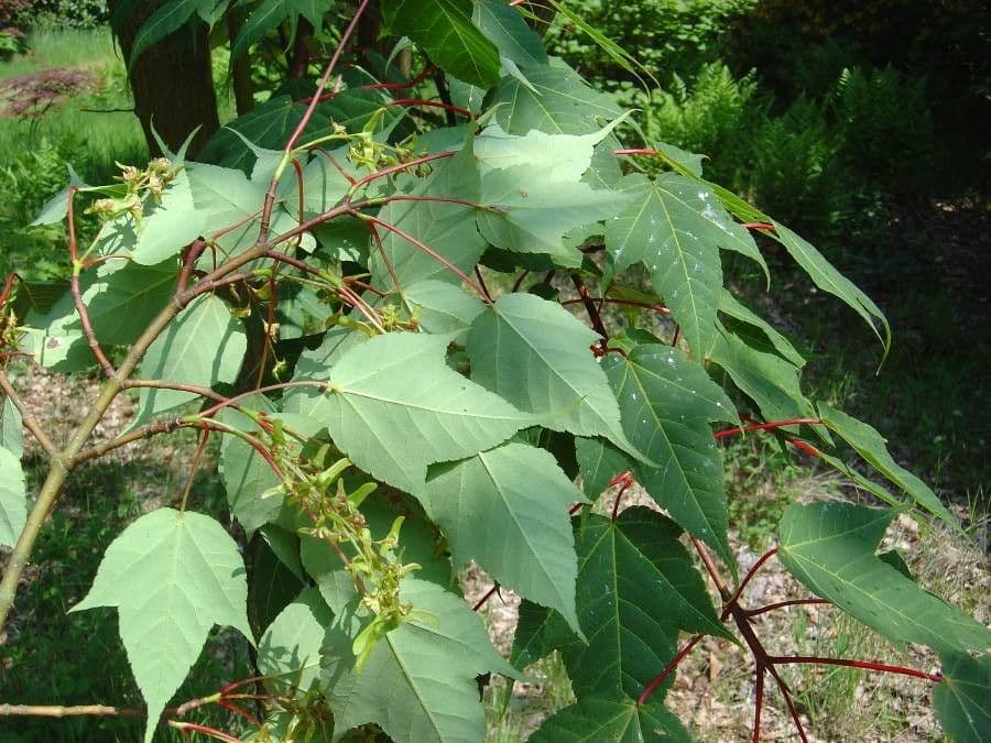 Maple 7