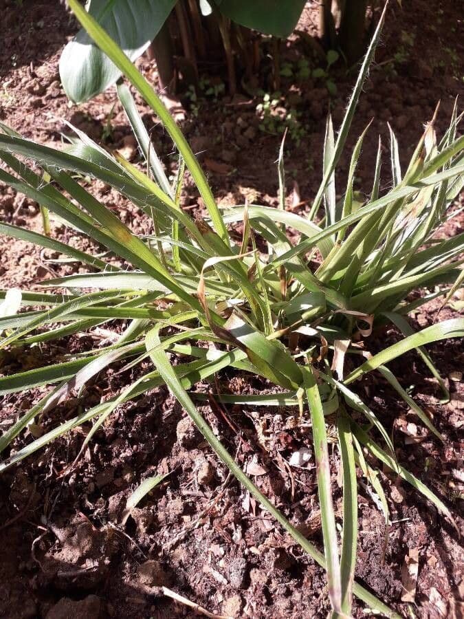 Bromelia 4