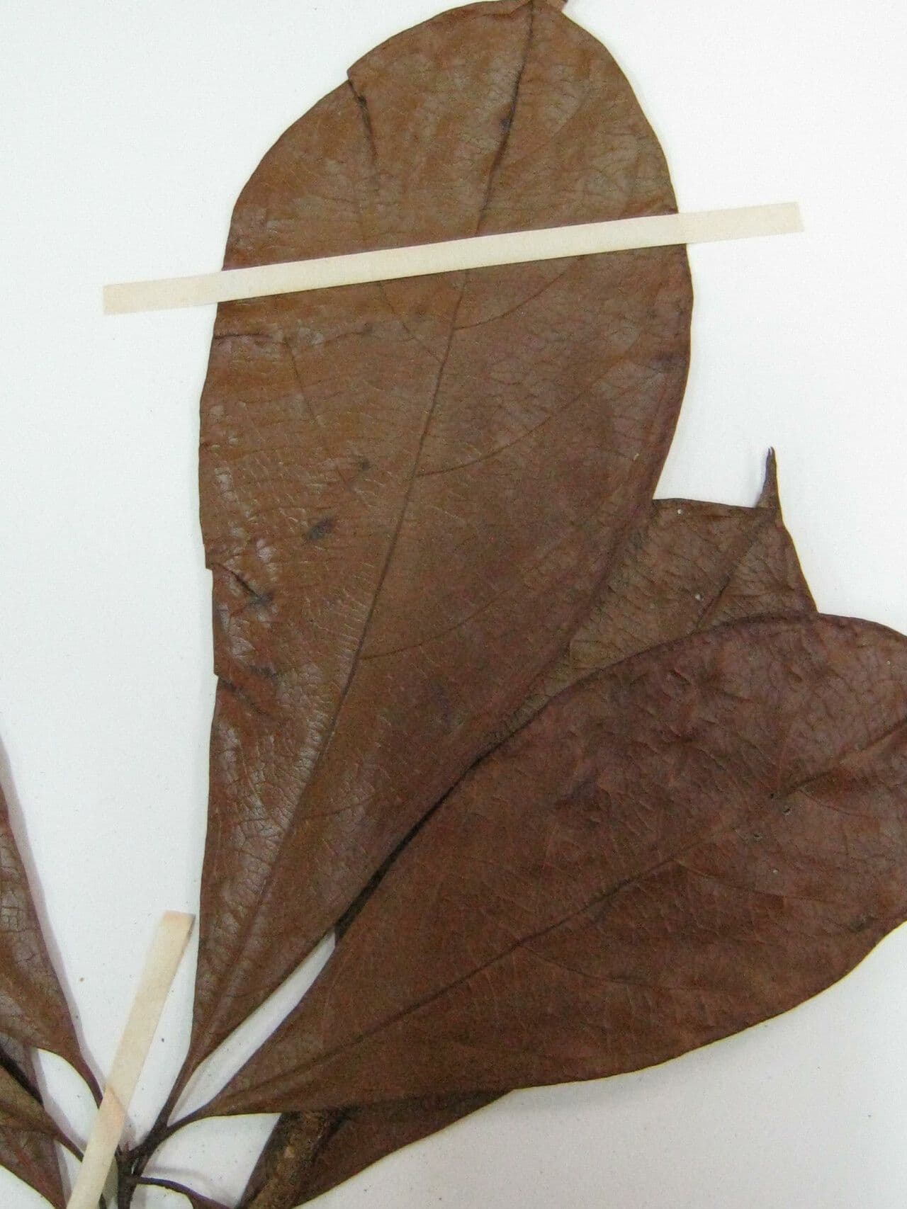 Terminalia 4