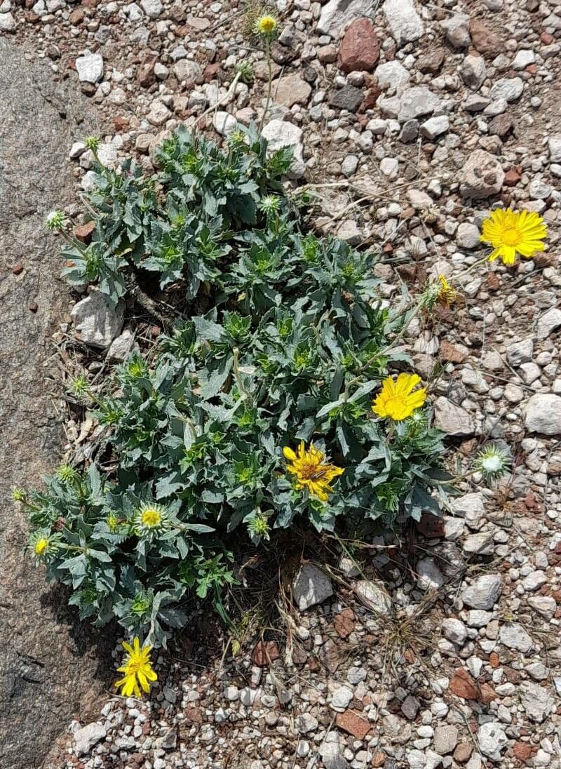 Grindelia covasii