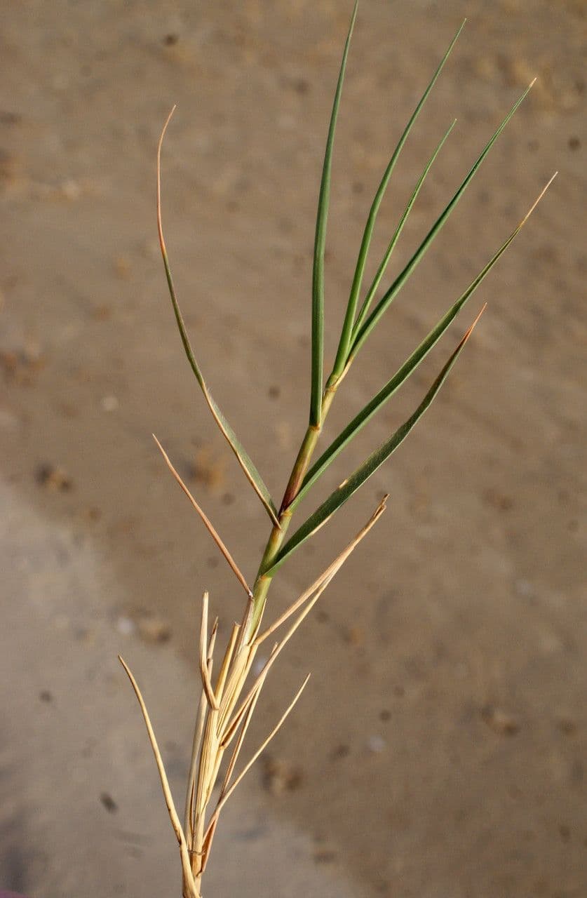 Aeluropus 19