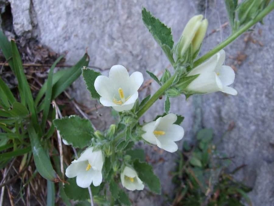 Campanula lanata 4
