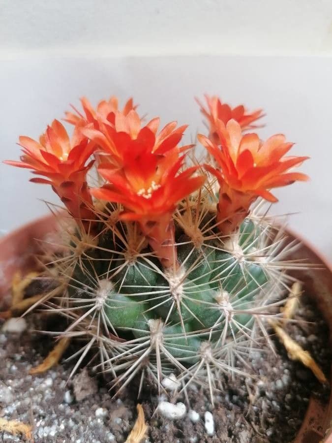 Weingartia 4
