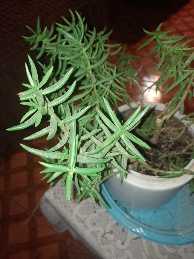 Crassula tetragona 8