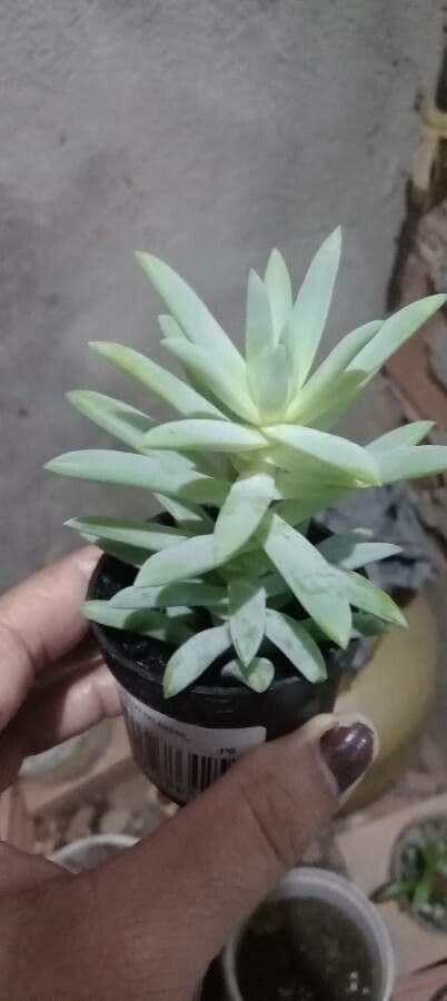 Dudleya di Greene 11
