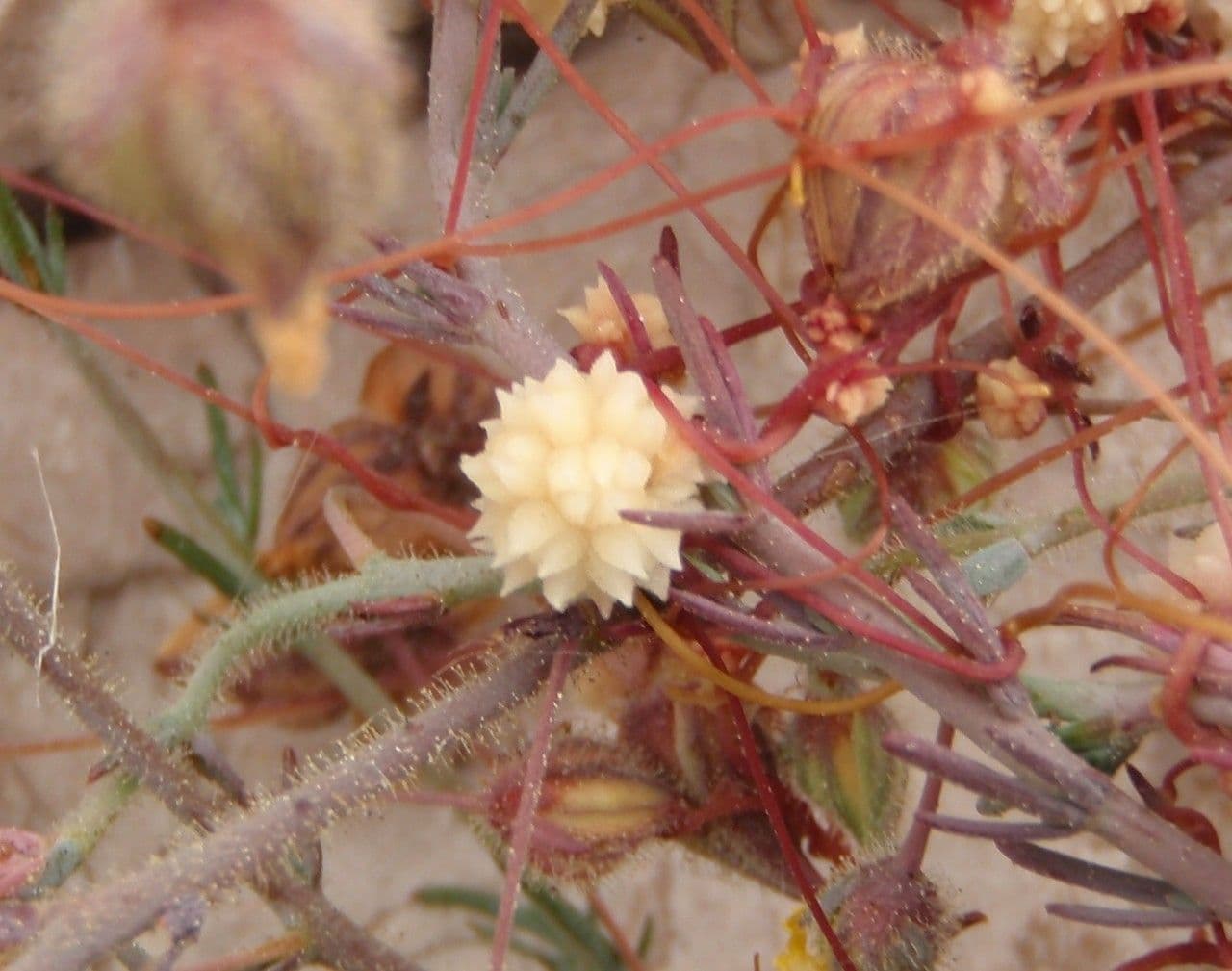 Cuscuta del timo 2