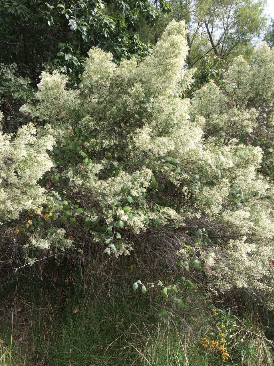 Baccharis neglecta 7
