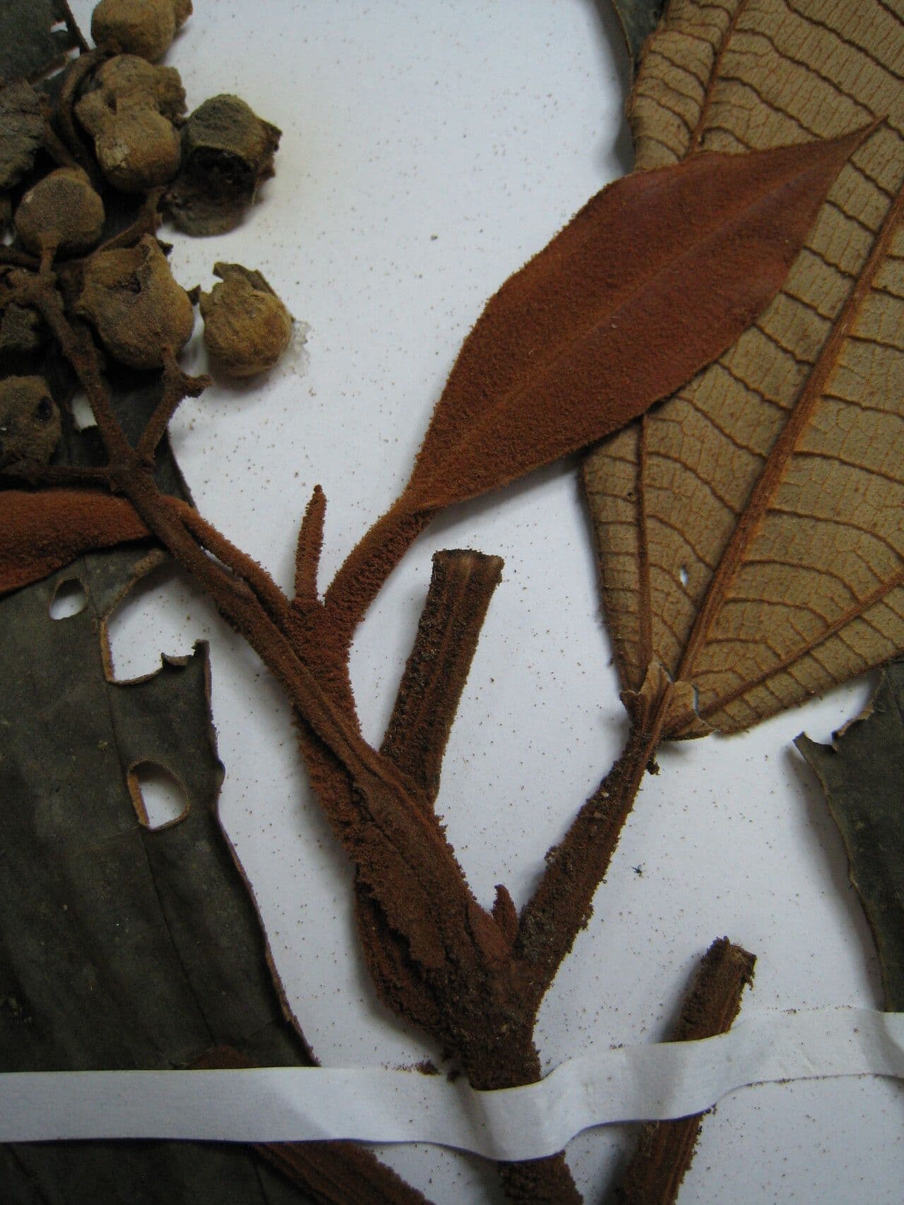 Miconia 2