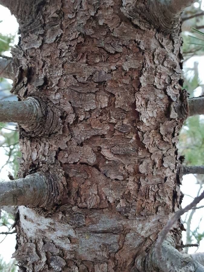 Borovice limba 23
