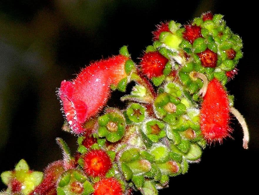 Kohleria spicata 2