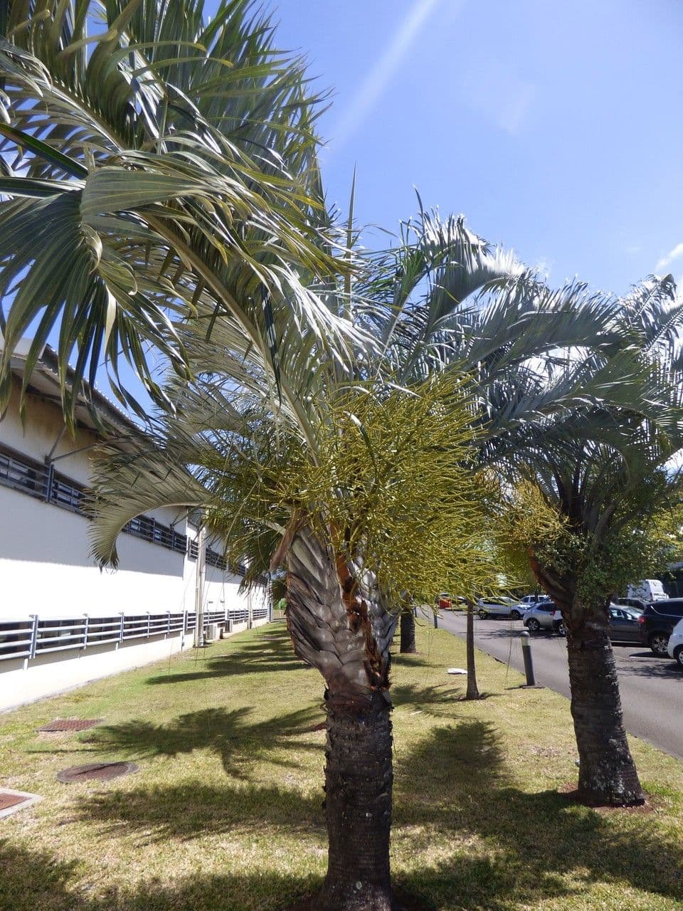 Palma triangular 13