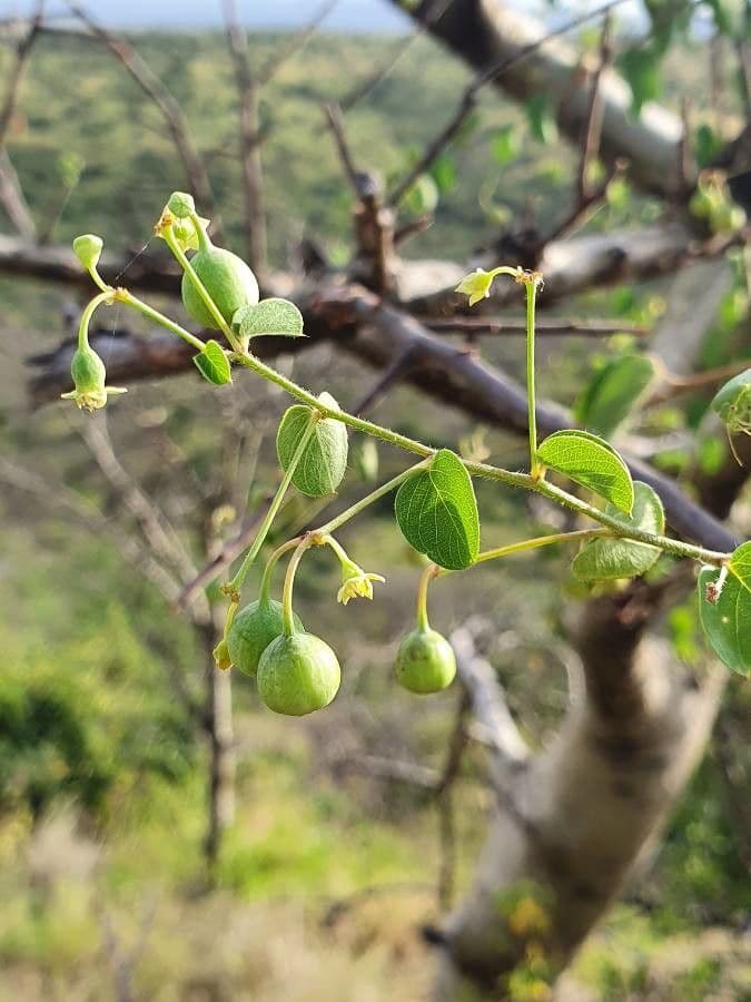 Helinus integrifolius 2