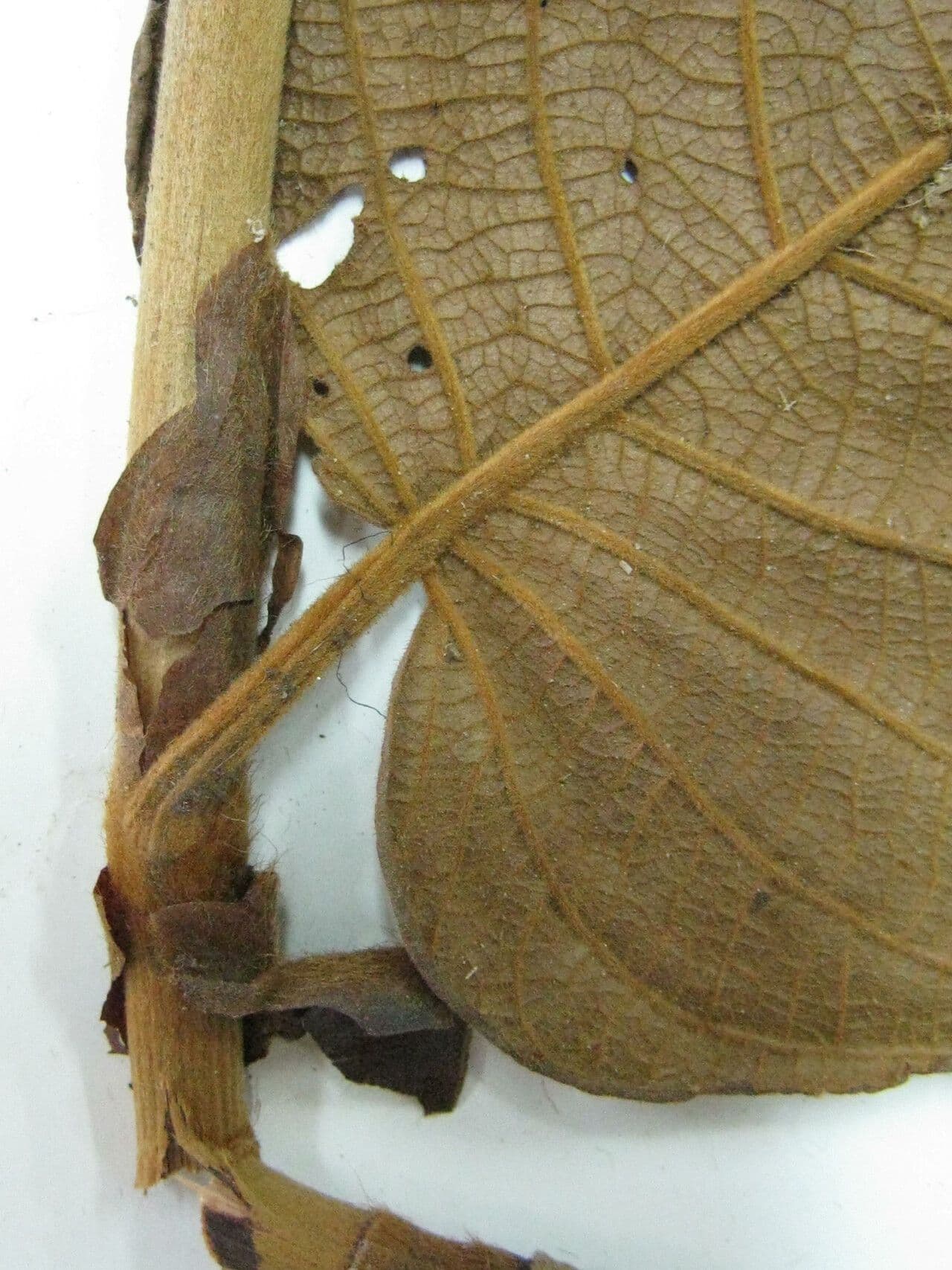Coccoloba 13