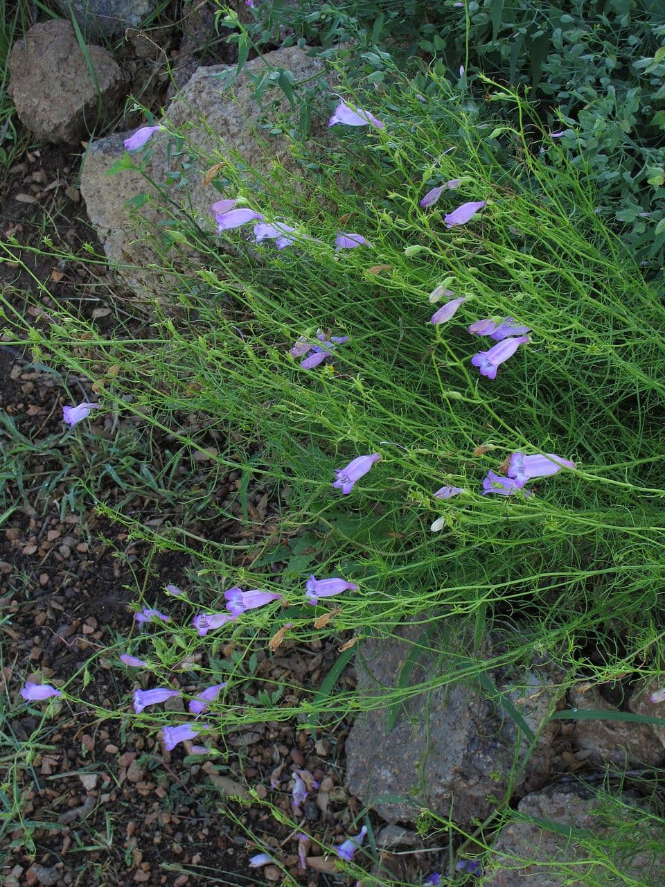 Penstemon 3